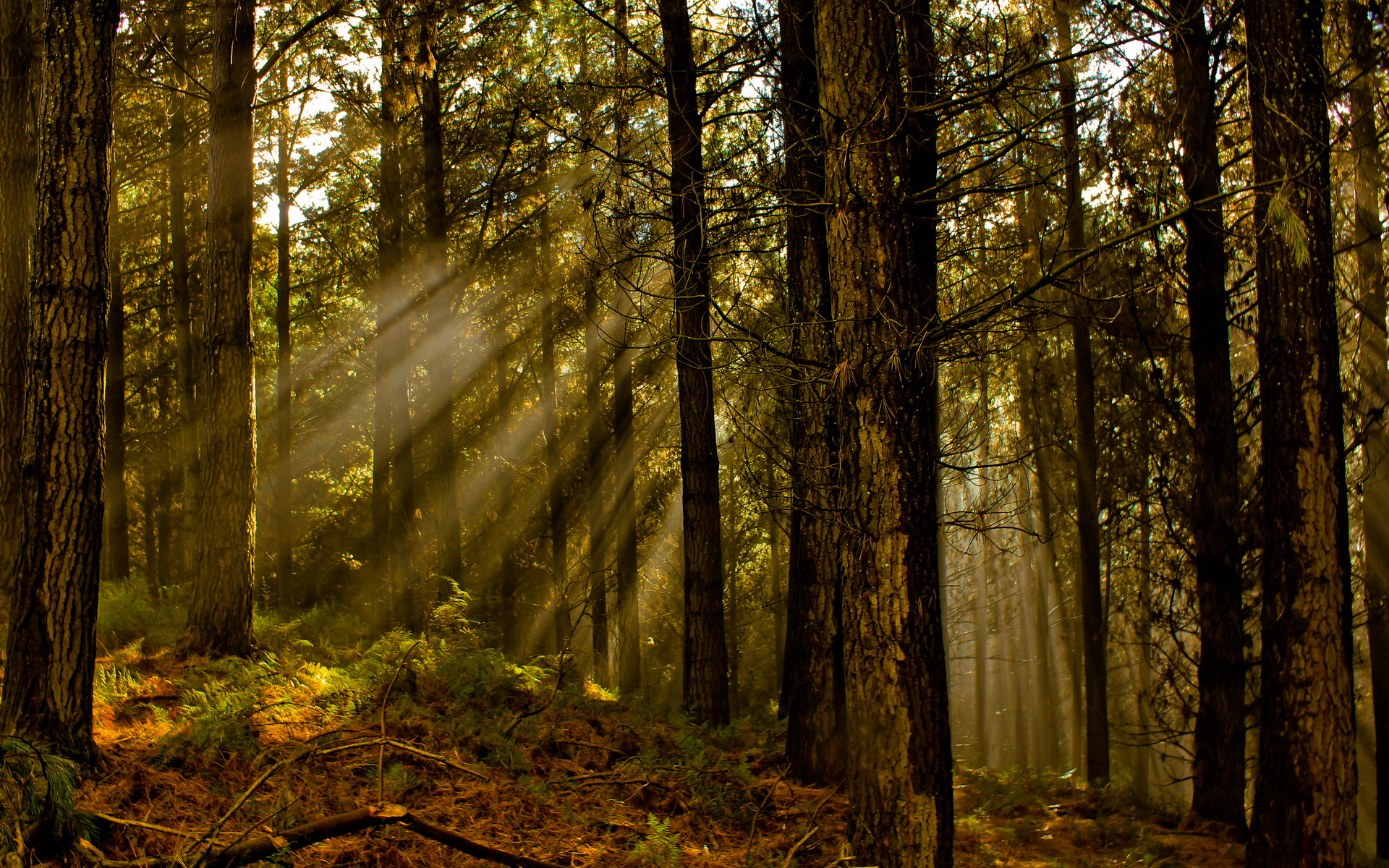 Sunlight filtering through forest trees