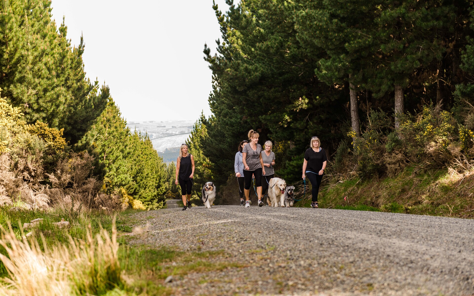 Three women walking their dogs along a road through a Dunedin Forest area