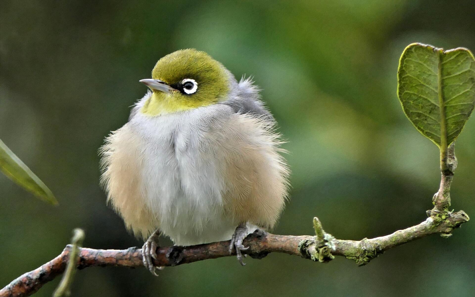 Close up of a native tauhou fluffed up and sitting on a branch